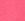 Pink Carnation